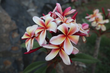 frangipani