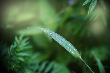 Dew drops on the grass And have a dark and light green backdrop alternately