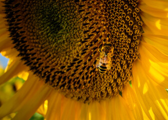 Macro di un ape durante la raccolta del polline da un girasole.
