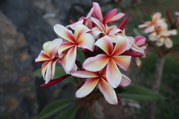 pink frangipani flower