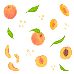 Peach hand drawn vector illustration. Peach fruit set. Whole, sliced, cut nectarine, leaves, pit. Design template