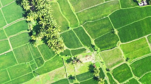 Zoom in, aerial top view of an area of rice fields showing its luscious crops in the middle of a sunny day.