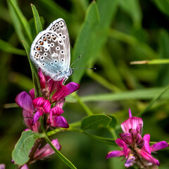 Papillon sur une fleur - butterfly on a flower