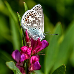 Papillon sur une fleur - butterfly on a flower