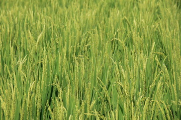 日本の原風景　夏の水田