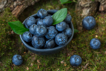 Blueberry berries in a bowl on a natural forest background. From the texture of wood and moss