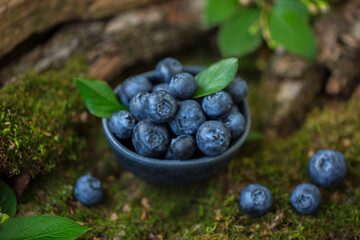 Blueberry berries in a bowl on a natural forest background. From the texture of wood and moss