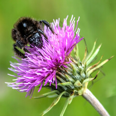 Bourdon sur une fleur - Bee on a flower