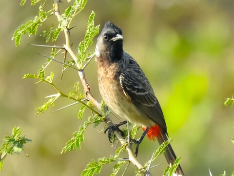 Bulbul Having Stock Photos - Free & Royalty-Free Stock Photos from  Dreamstime