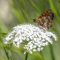 Papillon sur une fleur - butterfly on a flower