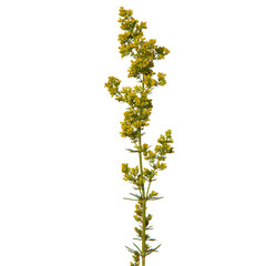 Almost blooming lady's bedstraw or yellow bedstraw, Galium verum