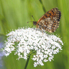 Papillon sur une fleur - butterfly on a flower