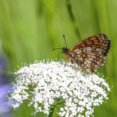 Papillon sur une fleur - butterfly on a flower