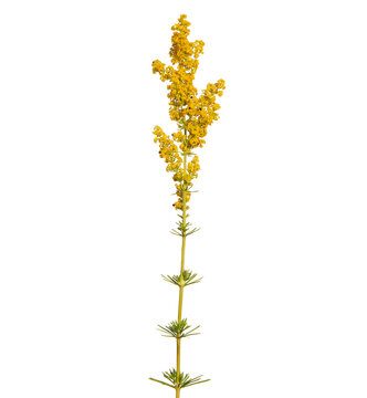 Blooming lady's bedstraw or yellow bedstraw isolated on white, Galium verum