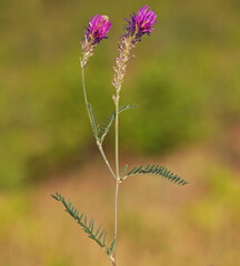 Milkvetch purple flower, Astragalus onobrychis