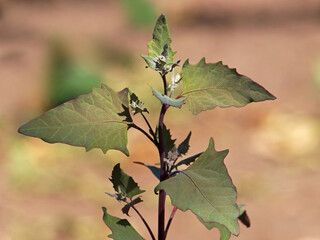 Red mountain spinach or garden orache plant, Atriplex hortensis