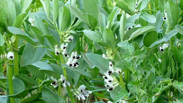 natural broad bean plant, blooming broad bean plant, natural vegetables, hobby garden,
