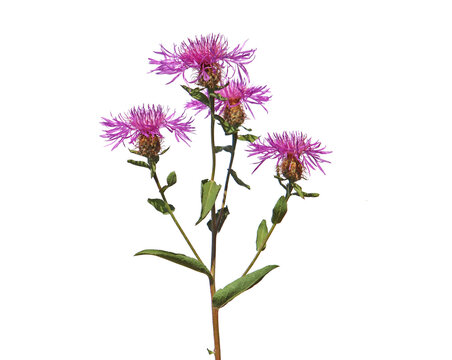 Wig knapweed  with purple flower heads isolated on white, Centaurea phrygia ssp. pseudophrygia