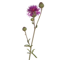 Purple flower of Greater knapweed isolated on white, Centaurea scabiosa - obrazy, fototapety, plakaty