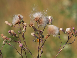 Creeping Thistle with fluffy seeds, Cirsium arvense