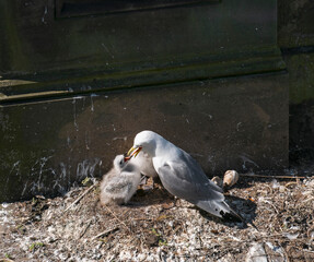 Kittiwake, Risa tridactyla, feeding chicks