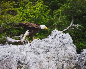 Canada eagle eating his prey