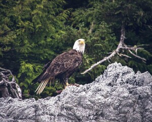 Canada eagle eating his prey
