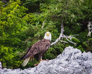 Canada eagle eating his prey