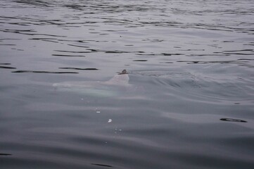 Canada whale
