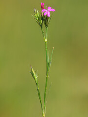 Deptford pink or Grass pink, Dianthus armeria