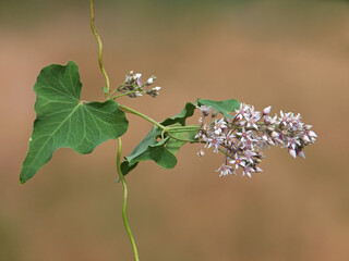 Climbing Swallow-wort blooming plant, Cynanchum acutum