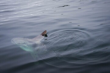 Obraz premium Canada whale