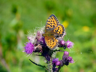 Italy, Lombardy, Foppolo,  flower thistle with butterfly