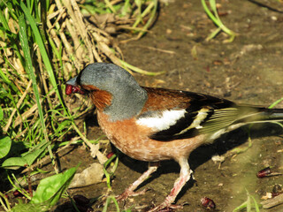  finch collects food. macro bird picture. beautiful colored bird 