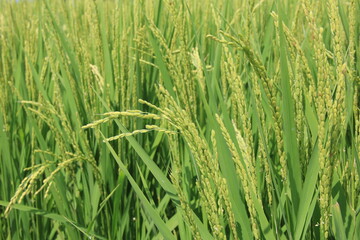 日本の原風景　夏の水田の稲穂部分