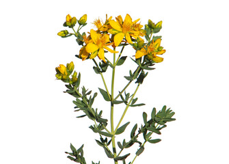 Yellow flowers of common or perforate St John's wort plant isolated on white, Hypericum perforatum
