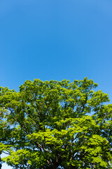 新緑と青空