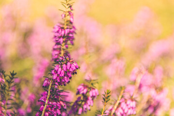 Purple Heather Flowers