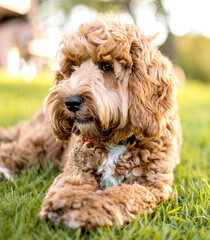 A dog, spoodle puppy, sitting on a grassy lawn.
