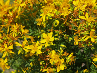 Yellow flowers of common or perforate St John's wort, Hypericum perforatum