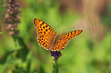 The Queen of Spain fritillary butterfly, Issoria lathonia