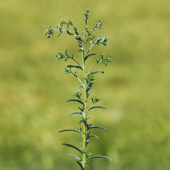 Blooming plant of European stickseed, Lappula squarrosa	