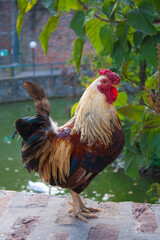 Beautiful big rooster in park