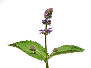 Lilac sage or whorled clary isolated on white, Salvia verticillata