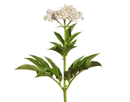 Dwarf elderberry blooming plant isolated on white, Sambucus ebulus