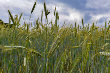 Kornfeld in Rodenbach bei Hanau (Hessen)	
