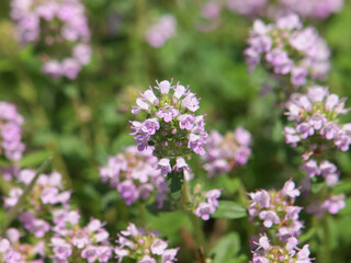 Wild thyme blooming, Thymus vulgaris