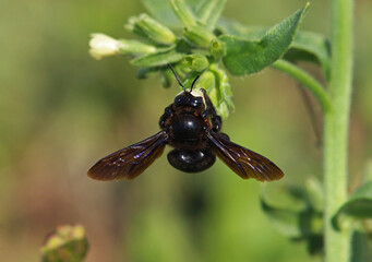 The violet carpenter bee, Xylocopa violacea on a common gromwell flower