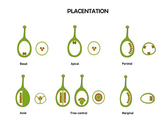 Different type of ovary flower based on ovule position. part of flower. 