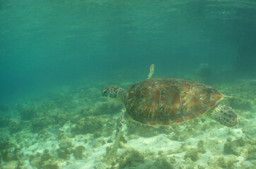 Obraz na płótnie Canvas sea turtle caribbean sea Curacao